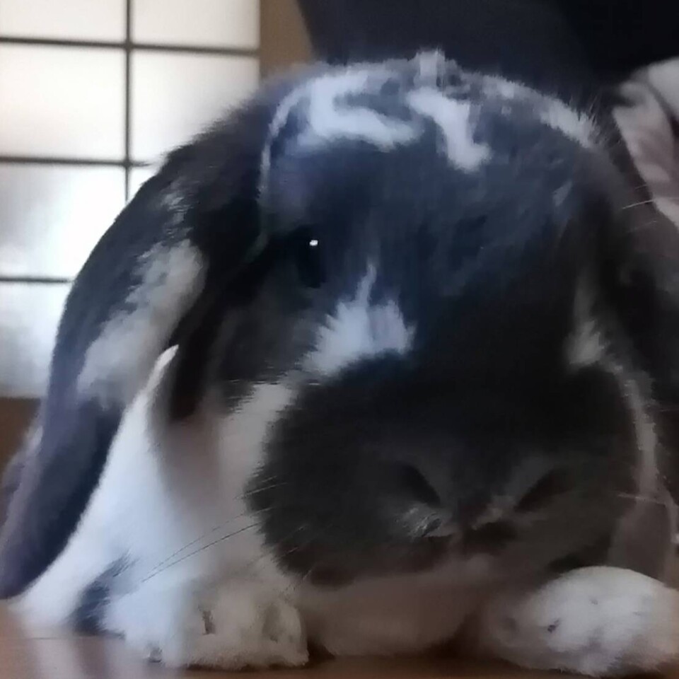 沢田
